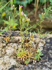 Centaurium favargeri