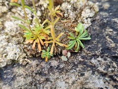 Centaurium favargeri