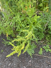 Rumex