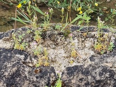 Centaurium favargeri