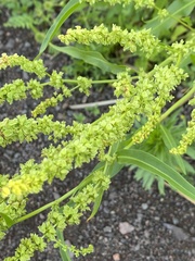 Rumex