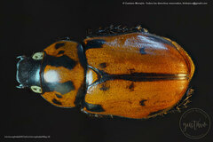 Cyclocephala mafaffa