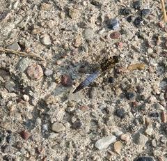 Orthetrum cancellatum