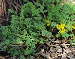 Corydalis aurea aurea
