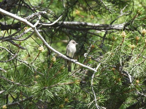 iNaturalist observation photo of Western Wood-Pewee