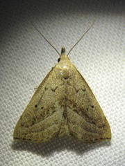 Macrochilo hypocritalis