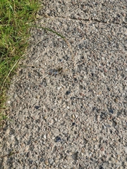 Orthetrum cancellatum