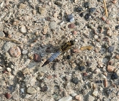 Orthetrum cancellatum