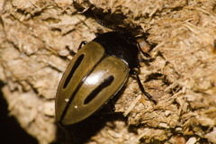 Iphiclus bilineatus