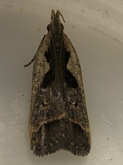 Dichomeris bilobella