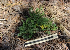Corydalis aurea aurea