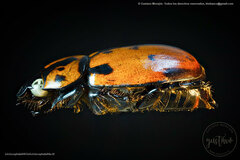 Cyclocephala mafaffa