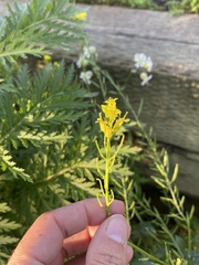 Barbarea vulgaris