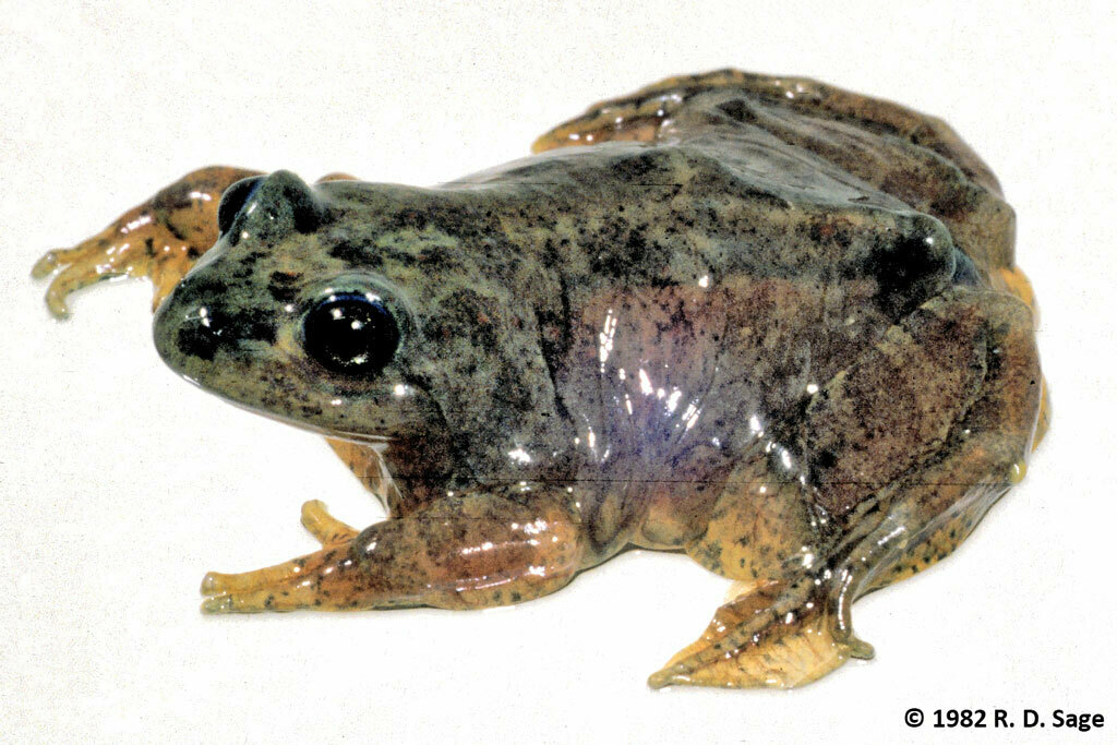 Patagonia Frog