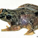 Patagonia Frog - Photo (c) rdsage, some rights reserved (CC BY-NC), uploaded by rdsage