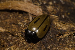 Iphiclus bilineatus