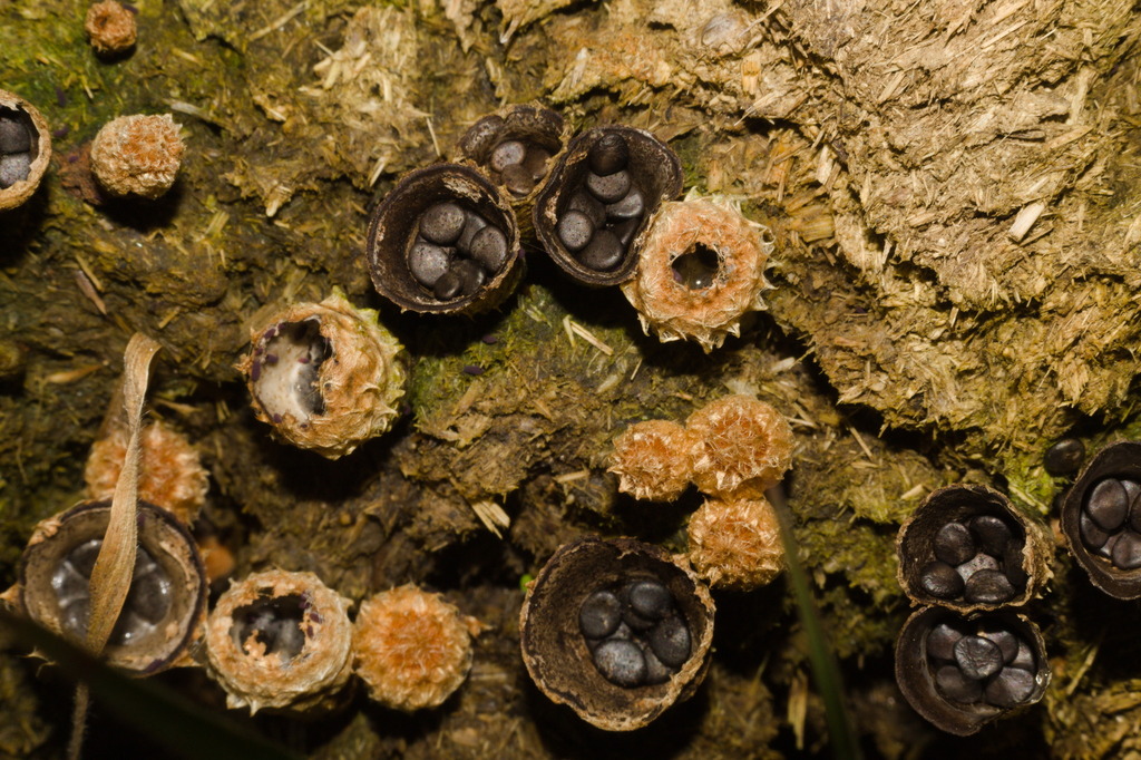 Cyathus stercoreus · July 2022 · photo: © fmiudo (iNaturalist, cc0)