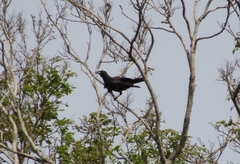 Corvus jamaicensis