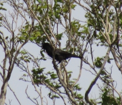 Corvus jamaicensis