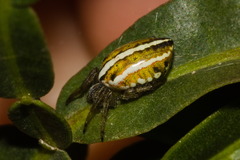 Alpaida rubellula