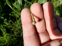 Asclepias meadii