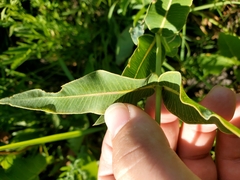 Asclepias meadii