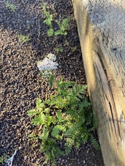 Achillea millefolium
