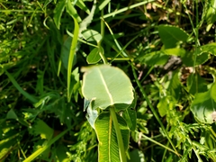 Asclepias meadii