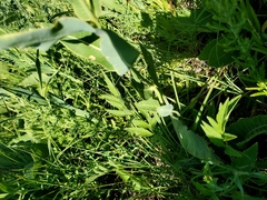 Asclepias meadii