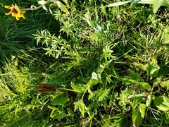 Asclepias meadii