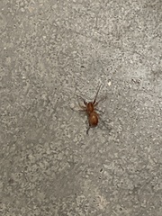 Castianeira gertschi