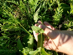 Asclepias meadii