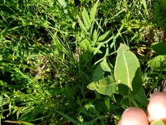 Asclepias meadii