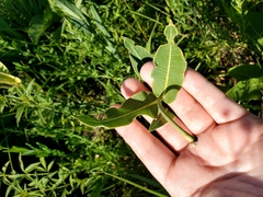 Asclepias meadii