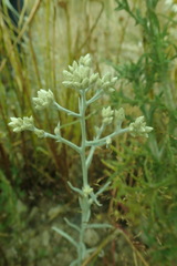 Pseudognaphalium thermale