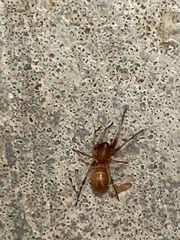 Castianeira gertschi