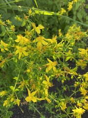 Hypericum perforatum