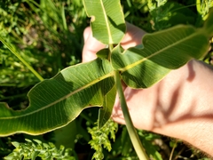 Asclepias meadii