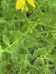 Hypericum perforatum