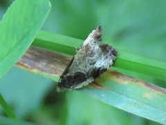 Olethreutes connectum