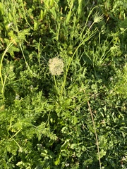Daucus carota