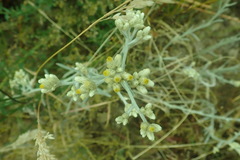 Pseudognaphalium thermale