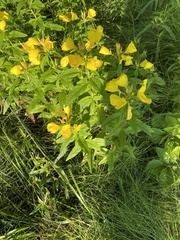 Oenothera