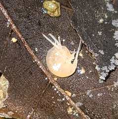 Allocrangonyx pellucidus