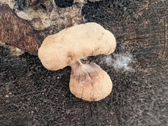Spongiporus leucospongia