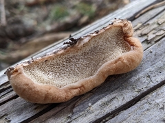 Spongiporus leucospongia