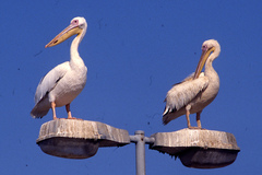 Pelecanus onocrotalus