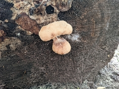 Spongiporus leucospongia