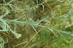 Pseudognaphalium thermale