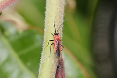 Lopidea instabilis